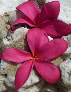 Plumeria pink